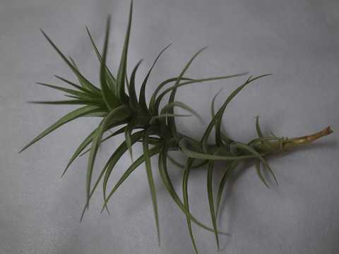 Tillandsia bergeri