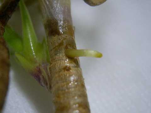 Tillandsia bergeri