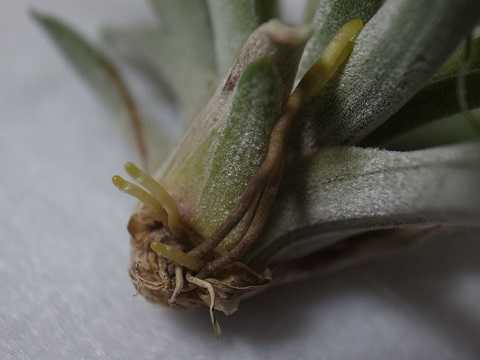 Tillandsia brachycaulos