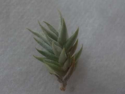 eBWA uAgGVX