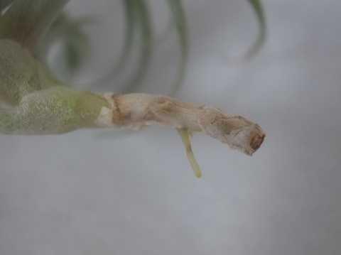 Tillandsia cajamarcensis
