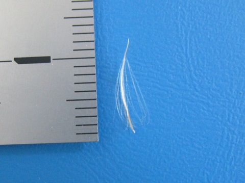 Tillandsia capillaris