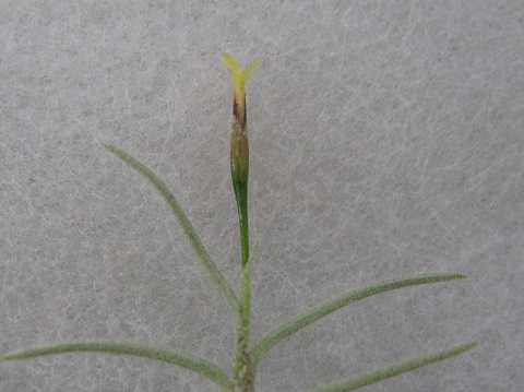 Tillandsia capillaris