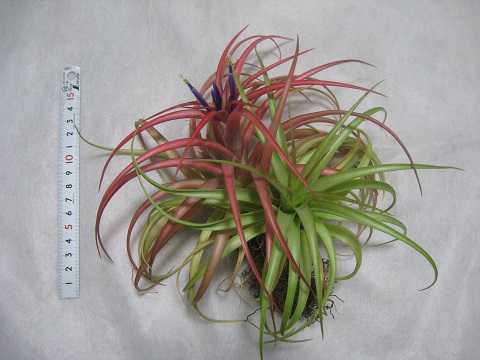 Tillandsia capitata