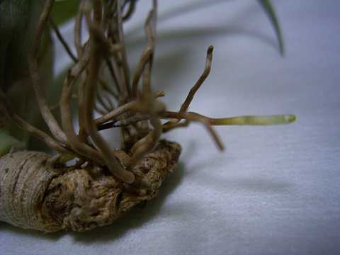 Tillandsia capitata