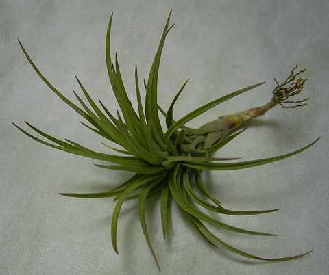 Tillandsia carminea
