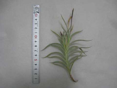 Tillandsia castellanii