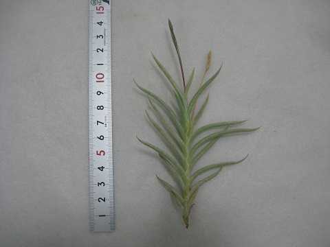 Tillandsia castellanii