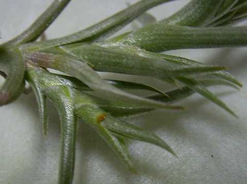 Tillandsia castellanii