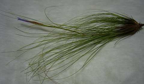 Tillandsia chaetophylla