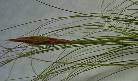 Tillandsia chaetophylla