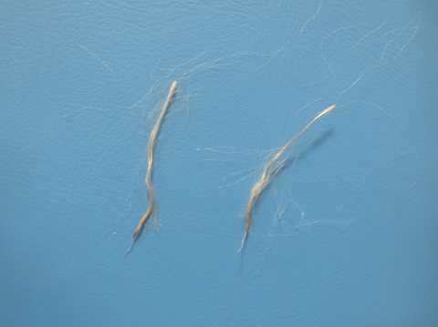 Tillandsia chapalillaensis
