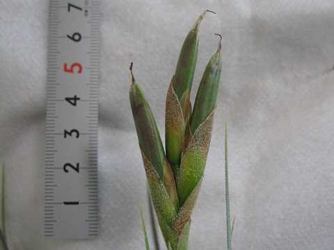 Tillandsia chapalillaensis