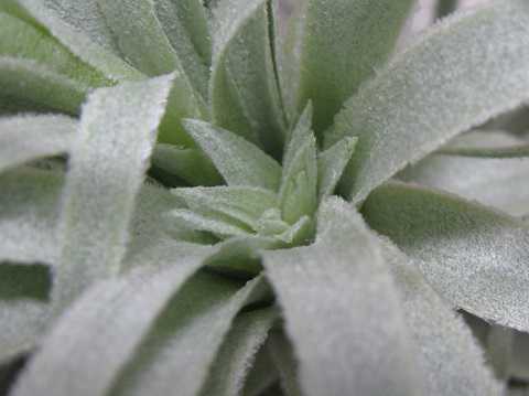 Tillandsia chapeuensis var. turriformis