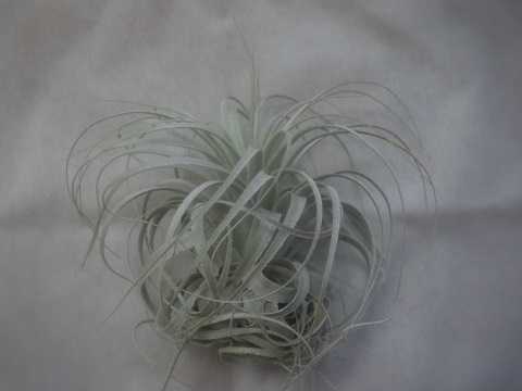 Tillandsia chapeuensis var. turriformis