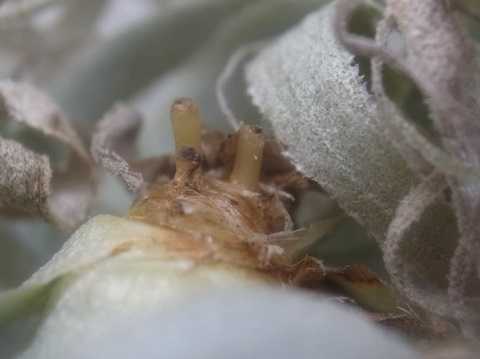 Tillandsia chapeuensis var. turriformis