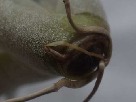 Tillandsia chiletensis