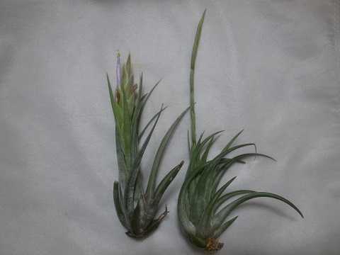 Tillandsia circinnatoides