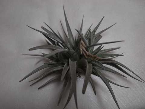 Tillandsia comarapaensis