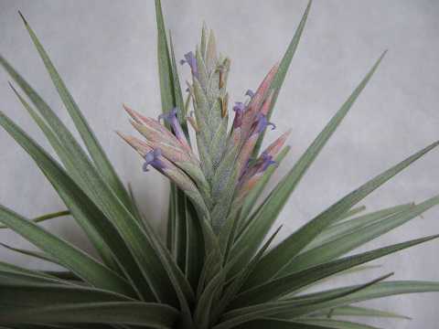 Tillandsia comarapaensis