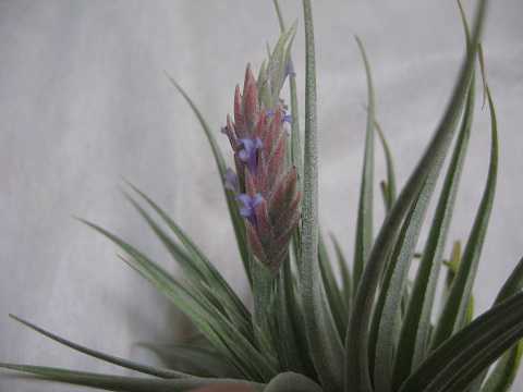 Tillandsia comarapaensis