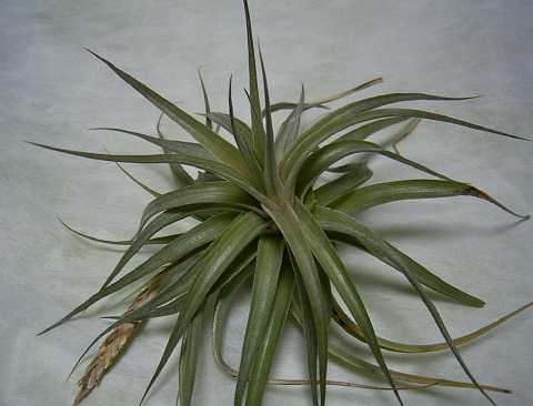 Tillandsia comarapaensis