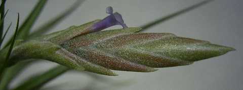 Tillandsia comarapaensis