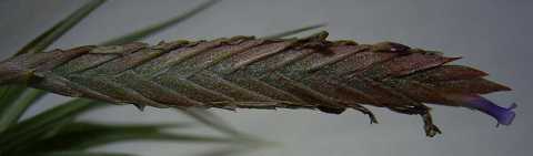 Tillandsia comarapaensis