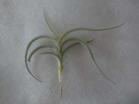 Tillandsia cotagaitensis
