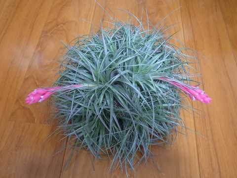 ティランジア 'コットン キャンディー'