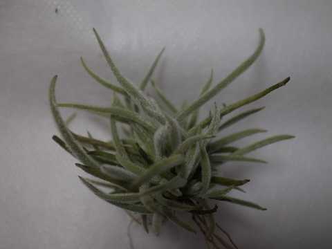 Tillandsia crocata