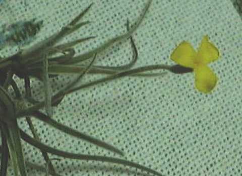 Tillandsia crocata
