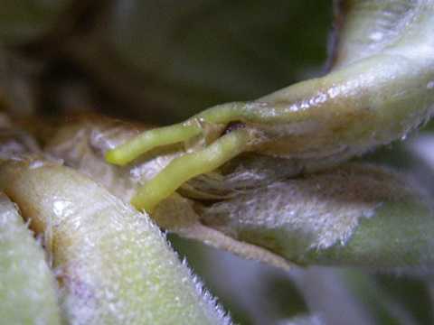 Tillandsia crocata