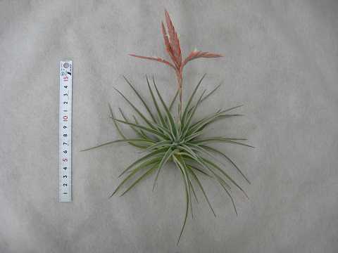 Tillandsia didisticha