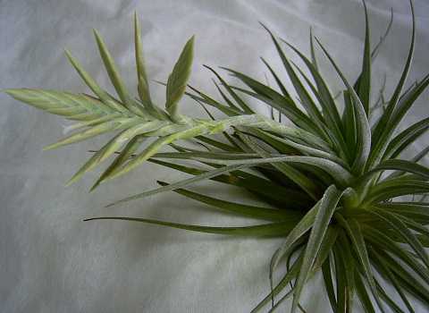Tillandsia didisticha