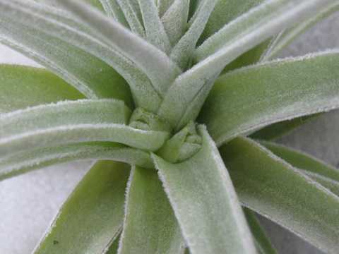 Tillandsia didisticha