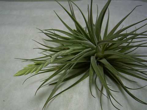 Tillandsia didisticha