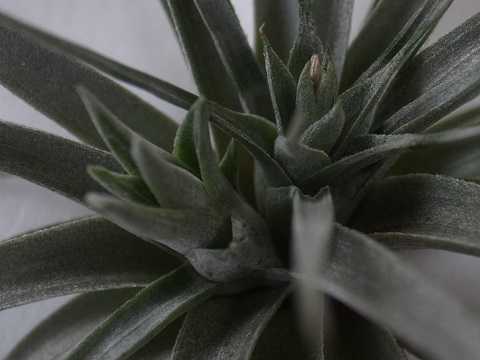 Tillandsia didisticha Hybrid
