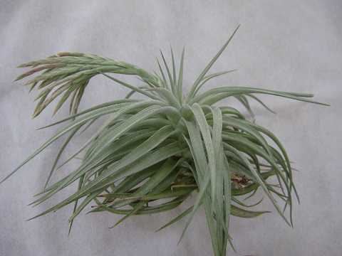 Tillandsia didisticha Hybrid