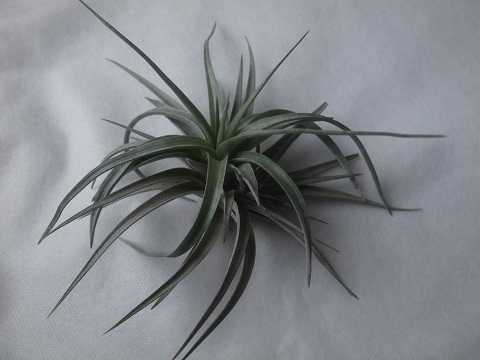 Tillandsia didisticha Hybrid
