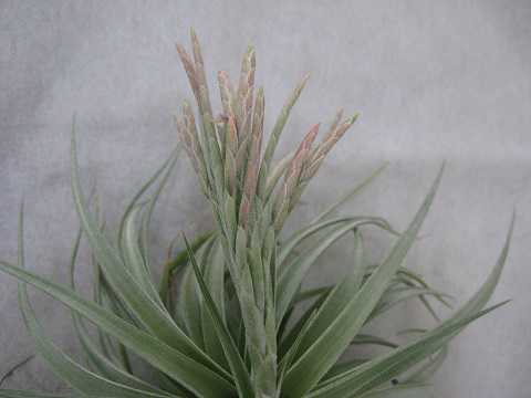 Tillandsia didisticha Hybrid