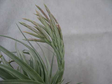 Tillandsia didisticha Hybrid