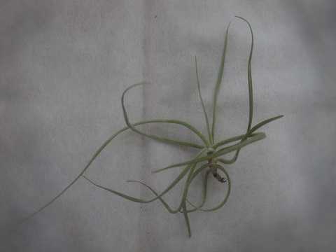 eBWA tFVAi