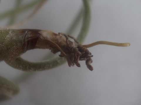eBWA tFVAi