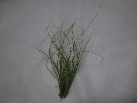Tillandsia festucoides