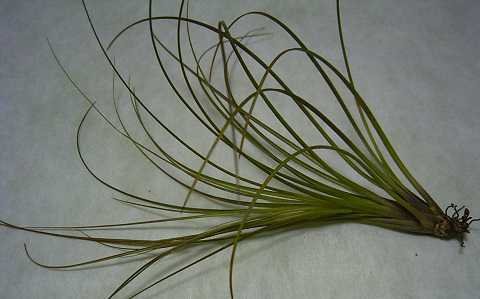 Tillandsia festucoides