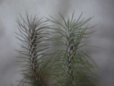Tillandsia funckiana var. recurvifolia