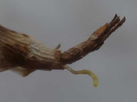 Tillandsia funebris