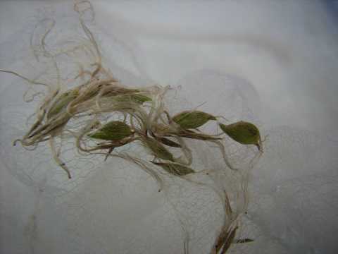 Tillandsia gilliesii