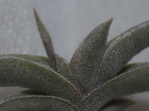 Tillandsia gilliesii